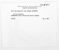 Rachicladosporium iridis image